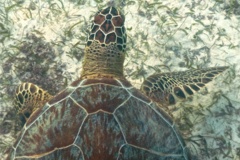 Turtle - Green Sea Turtle - Chelonia mydas