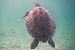 Turtle - Green Sea Turtle - Chelonia mydas