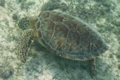 Turtle - Green Sea Turtle - Chelonia mydas