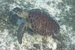 Turtle - Green Sea Turtle - Chelonia mydas