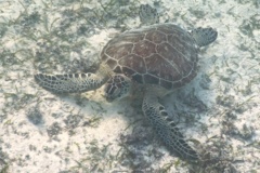 Turtle - Green Sea Turtle - Chelonia mydas