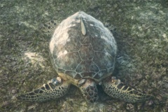 Turtle - Green Sea Turtle - Chelonia mydas