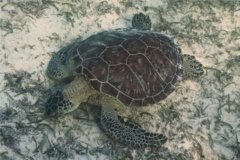 Turtle - Green Sea Turtle - Chelonia mydas