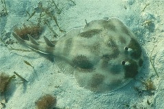 Electric Rays - Lesser Electric Ray - Narcine brasiliensis