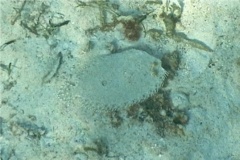 Flounders - Maculated Flounder - Bothus maculiferus