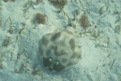 Electric Rays - Lesser Electric Ray - Narcine brasiliensis