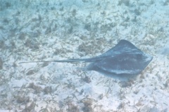 Stingrays - Southern Stingray - Dasyatis americana