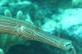 Trumpetfish - Trumpetfish - Aulostomus maculatus