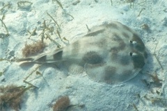 Electric Rays - Lesser Electric Ray - Narcine brasiliensis