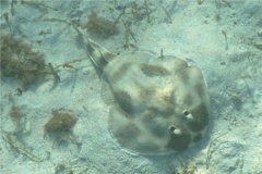 Electric Rays - Lesser Electric Ray - Narcine brasiliensis