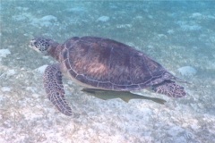 Turtle - Green Sea Turtle - Chelonia mydas