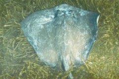 Stingrays - Southern Stingray - Dasyatis americana