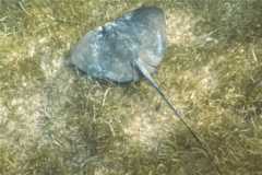 Stingrays - Southern Stingray - Dasyatis americana