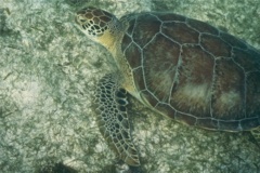 Turtle - Green Sea Turtle - Chelonia mydas