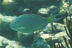 Parrotfish - Stoplight Parrotfish - Sparisoma viride