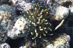 Anemones - Giant Sea Anemone - Condylactus gigantea