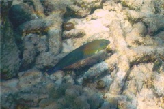 Wrasse - Yellowhead Wrasse - Halichoeres garnoti