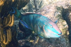 Parrotfish - Stoplight Parrotfish - Sparisoma viride