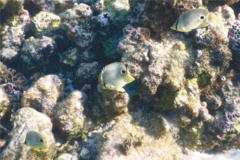 Butterflyfish - Foureye Butterflyfish - Chaetodon capistratus