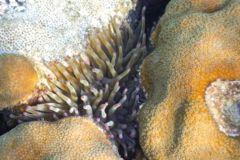 Anemones - Giant Sea Anemone - Condylactus gigantea