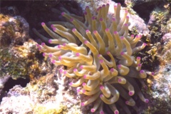 Anemones - Giant Sea Anemone - Condylactus gigantea