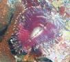 Featherduster worms - Split-crown Featherduster - Anamobaea orstedii