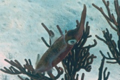 Squid - Caribbean Reef Squid - Sepioteuthis sepioidea