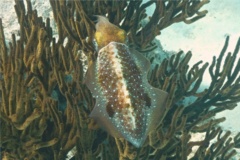 Squid - Caribbean Reef Squid - Sepioteuthis sepioidea