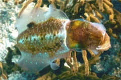 Squid - Caribbean Reef Squid - Sepioteuthis sepioidea