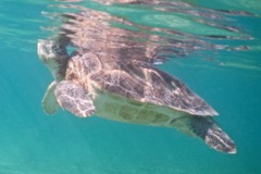 Turtle - Green Sea Turtle - Chelonia mydas