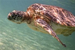 Turtle - Green Sea Turtle - Chelonia mydas