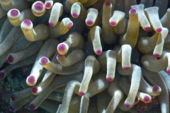 Anemones - Giant Sea Anemone - Condylactus gigantea