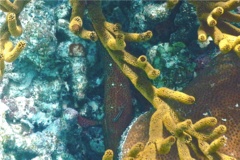 Gobies - Neon Goby - Elacatinus Oceanops