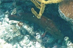 Groupers - Graysby - Cephalopholis cruentatus