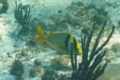 Porkfish - Porkfish - Anisotremus virginicus