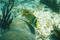 Porkfish - Porkfish - Anisotremus virginicus