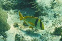 Porkfish - Porkfish - Anisotremus virginicus