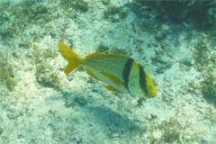 Porkfish - Porkfish - Anisotremus virginicus