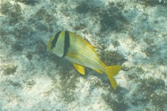 Porkfish - Porkfish - Anisotremus virginicus