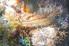 Bristleworm - Bearded Fireworm - Hermodice carunculata