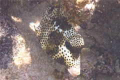 Trunkfish - Spotted Trunkfish - Lactophrys bicaudalis