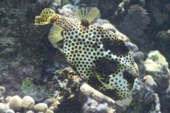 Trunkfish - Spotted Trunkfish - Lactophrys bicaudalis