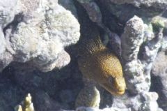 Moray - Goldentail Moray - Gymnothorax miliaris