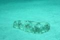 Sea Cucumbers - Furry Sea Cucumber - Astichopus multifidus