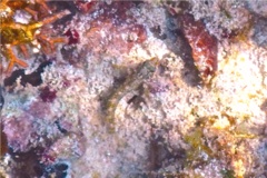 Blennies - Imitator Blenny - Malacoctenus erdmani