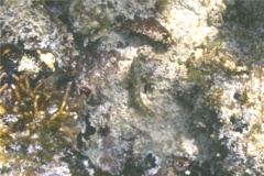 Blennies - Imitator Blenny - Malacoctenus erdmani