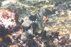 Trunkfish - Spotted Trunkfish - Lactophrys bicaudalis