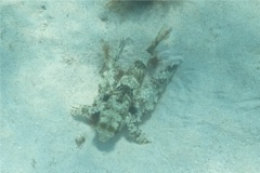 Flying Gurnard - Flying Gurnard - Dactylopterus volitans