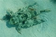 Flying Gurnard - Flying Gurnard - Dactylopterus volitans