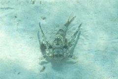 Flying Gurnard - Flying Gurnard - Dactylopterus volitans